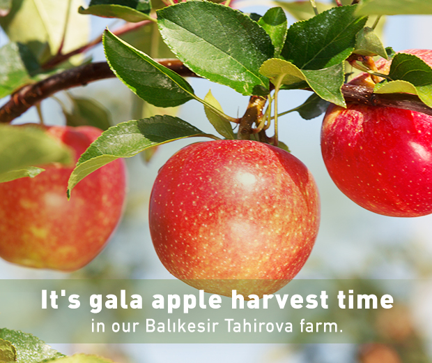 Fruit Juice, Juice Concentrate, Fruit Juice Producer Anadolu Etap